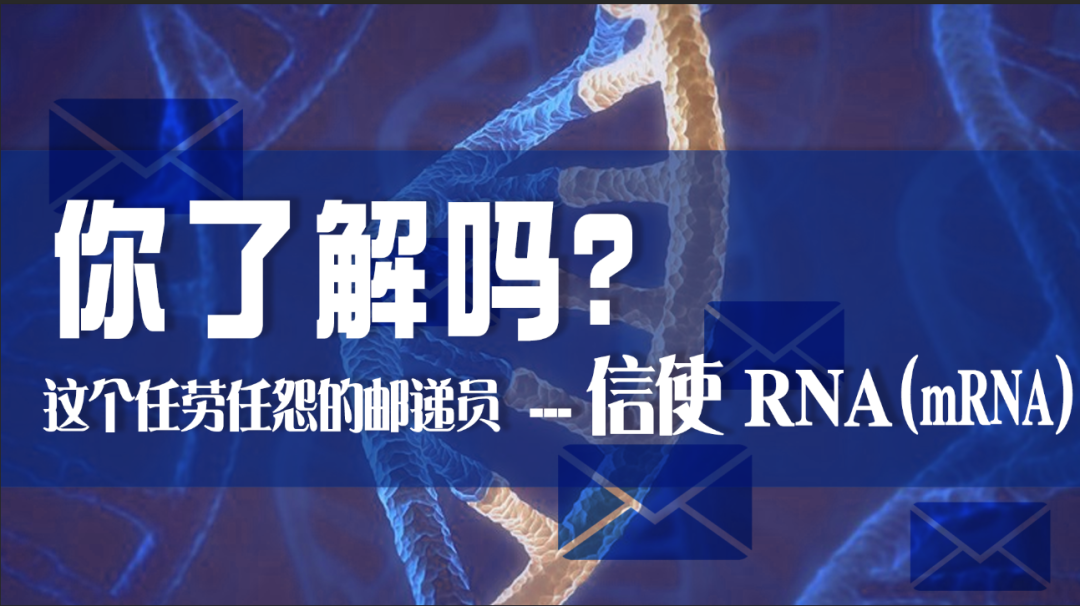 科普園地|這個任勞任怨的郵遞員——信使 RNA（mRNA），你了解嗎？